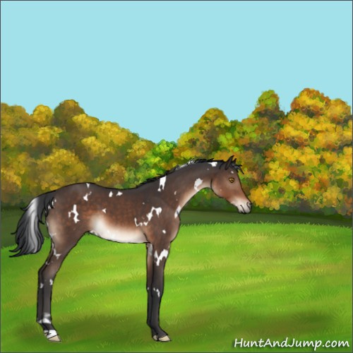 Horse Color:White Spotted Brown 