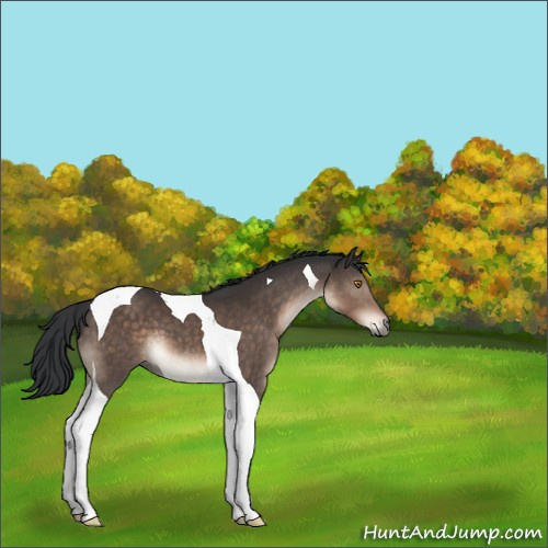 Horse Color:Brown Tobiano 