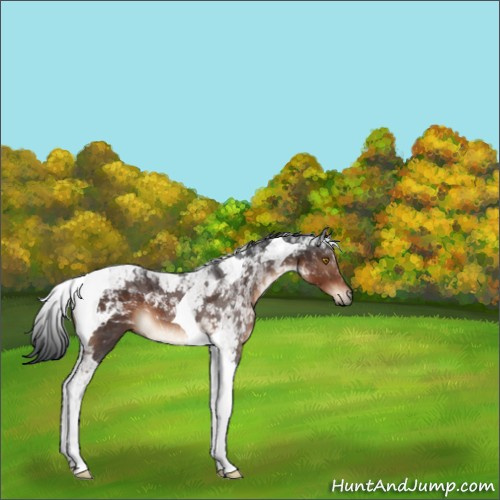 Horse Color:Brown Sabino Tobiano 