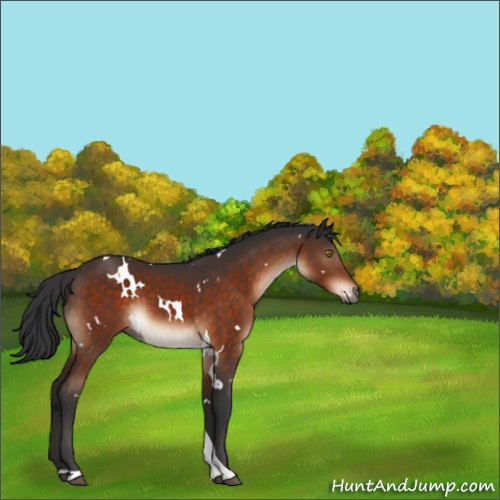 Horse Color:White Spotted Brown Tobiano 