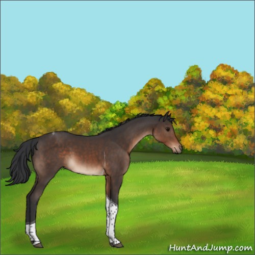 Horse Color:Brown Tobiano 