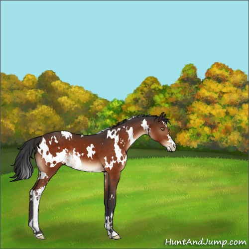Horse Color:White Spotted Brown Sabino 