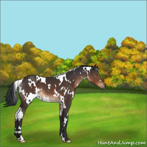 Horse Color:White Spotted Brown 