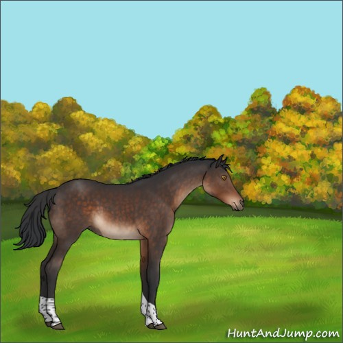 Horse Color:Brown Tobiano 