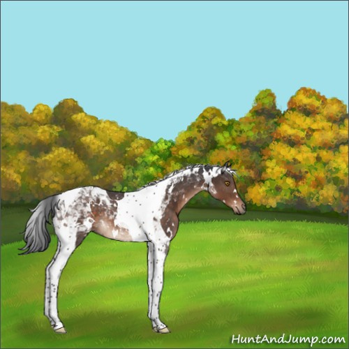 Horse Color:White Spotted Brown Tobiano 
