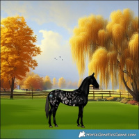 Horse Color:Void Platinum Bay Dun Appaloosa 