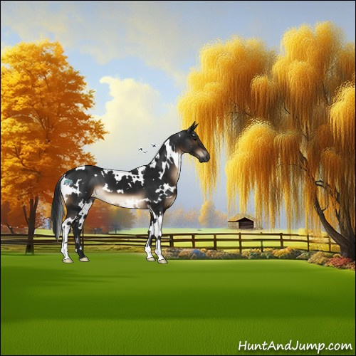 Horse Color:Gray White Spotted Brown