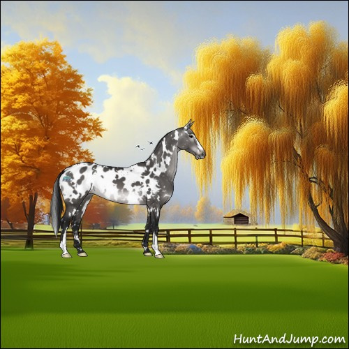 Horse Color:Gray Platinum White Spotted Brown Dun Sabino Appaloosa