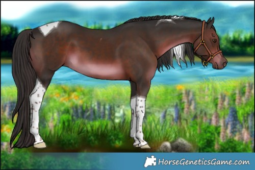 Horse Color:Liver Chestnut Tobiano 