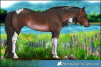 Horse Color:Liver Chestnut Tobiano