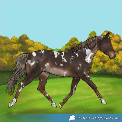 Horse Color:White Spotted Liver Chestnut 