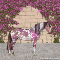 Horse Color:White Spotted Liver Red Dun 