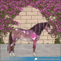 Horse Color:White Spotted Liver Red Dun 