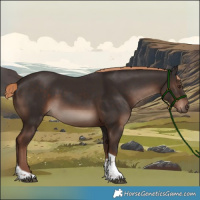 Horse Color:Liver Chestnut Tobiano