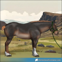 Horse Color:Liver Chestnut Tobiano 