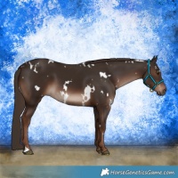 Horse Color:White Spotted Liver Chestnut 