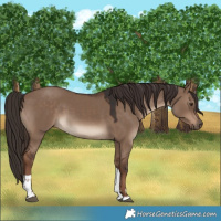Horse Color:Liver Red Dun Tobiano