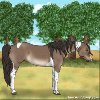 Horse Color:Liver Red Dun Tobiano 