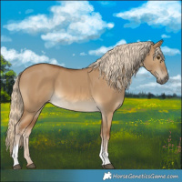 Horse Color:Chocolate Palomino Dun Tobiano 