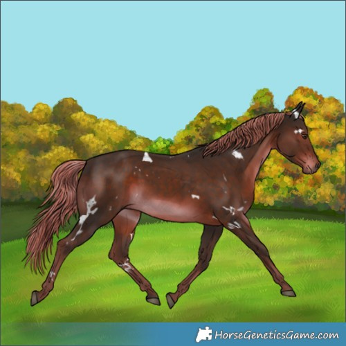 Horse Color:White Spotted Liver Chestnut 