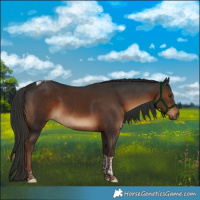 Horse Color:Liver Chestnut Tobiano 