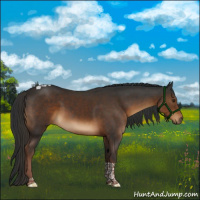 Horse Color:Liver Chestnut Tobiano
