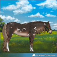 Horse Color:White Spotted Liver Chestnut Tobiano 
