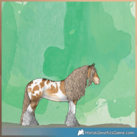 Horse Color:Chocolate Palomino Dun Tobiano Blanket 