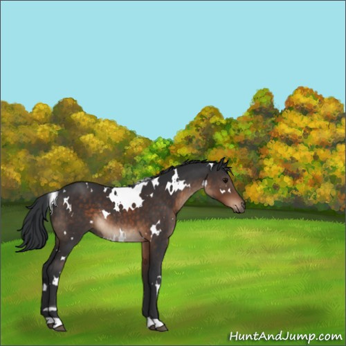 Horse Color:White Spotted Brown 