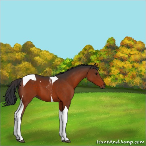 Horse Color:Brown Sabino Tobiano 