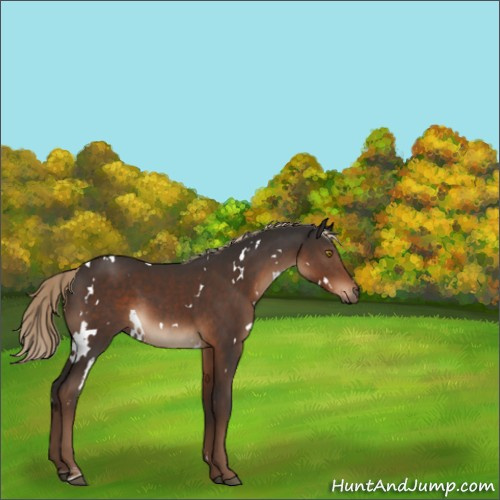 Horse Color:White Spotted Liver Chestnut 