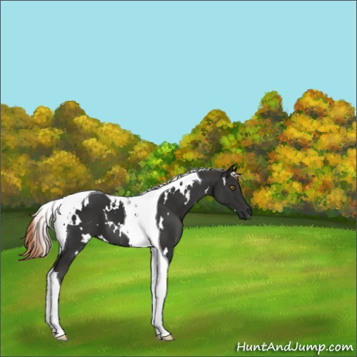 Horse Color:White Spotted Liver Chestnut Tobiano 