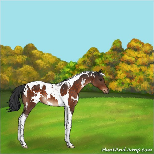 Horse Color:White Spotted Brown Tobiano 