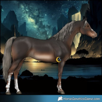 Horse Color:White Spotted Liver Chestnut Rabicano 