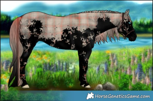 Horse Color:Void Plaid  Liver Red Dun Splash 