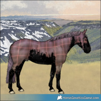 Horse Color:Void Plaid  White Spotted Liver Red Dun 