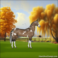 Horse Color:Gray White Spotted Brown Dun Sabino Splash 