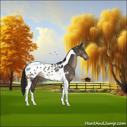 Horse Color:Gray Brown Dun Tobiano Appaloosa
