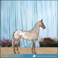 Horse Color:Chocolate Palomino Roan Blanket 