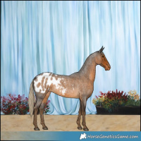 Horse Color:Chocolate Palomino Roan Appaloosa 