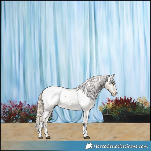 Horse Color:Chocolate Palomino Roan Dun Sabino Appaloosa 