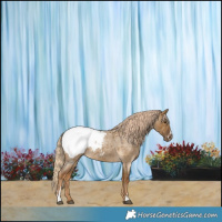 Horse Color:Chocolate Palomino Roan Dun Sabino Appaloosa 