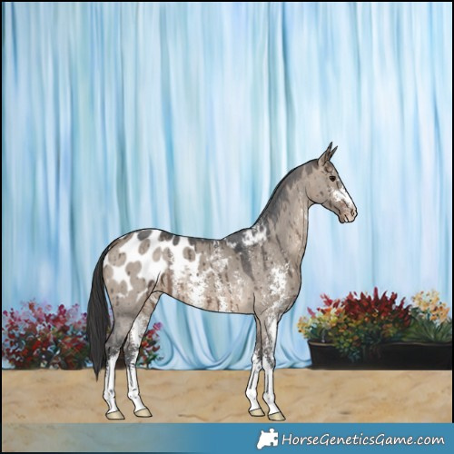 Horse Color:Brown Dun Sabino Appaloosa Brindle 