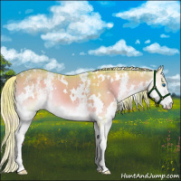 Horse Color:Watercolor Plaid  White Spotted Chocolate Palomino Onyx Splash 