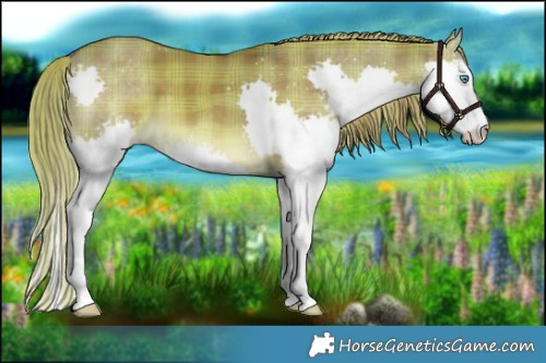 Horse Color:Plaid Liver Red Dun Splash