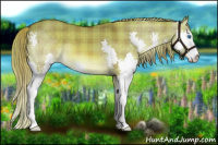 Horse Color:Plaid  Liver Red Dun Splash 