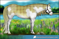 Horse Color:Plaid  Liver Red Dun Splash 