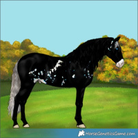 Horse Color:Plaid Bay Ice Sabino Splash Tobiano Appaloosa