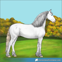 Horse Color:Plaid Gold Champagne Ice Dun Sabino Splash Tobiano Appaloosa