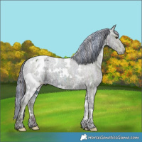 Horse Color:Painted White Spotted Red Dun Ice Appaloosa